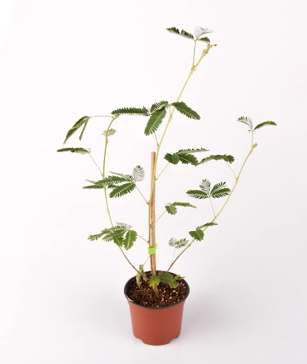 Küstüm Çiçeği Mimosa Pudica Fidanı 10-20 cm - 2