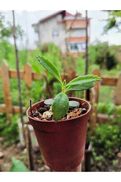 Aşkın Gözyaşı Çiçeği Fidanı 10-20 cm - Resim 2