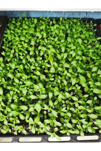 Aşkın Gözyaşı Çiçeği Fidanı 10-20 cm - Resim 5