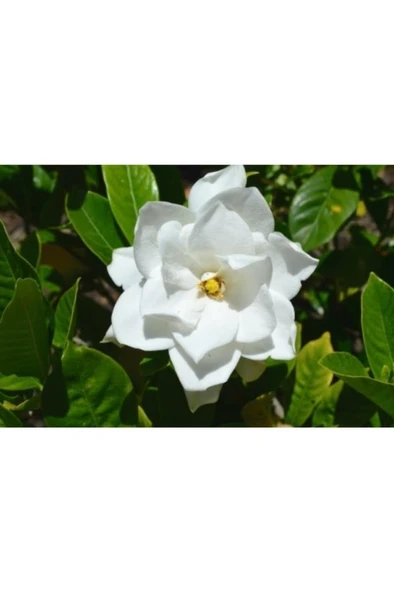 Gardenya Çiçeği Fidanı 10-20 cm - Resim 2