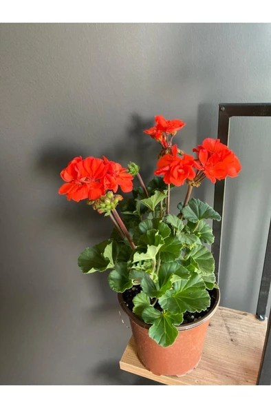 Kırmızı Sardunya Çiçeği Fidanı 10-20 cm ürün görseli