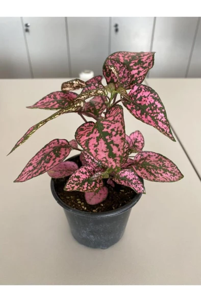 Hypoestes Rose Hostes Çiçeği Fidanı Pembe 3 Adet