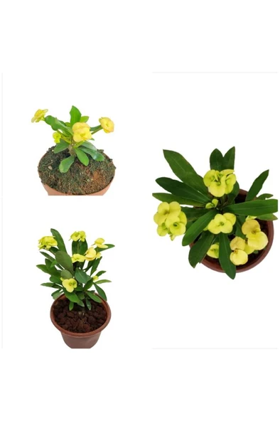 Euphorbia Milii Sarı Japon Iğnesi Dikenler Tacı 10-20 cm ürün görseli