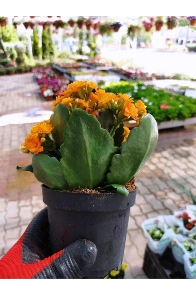 Saksılı Turuncu Kalanşo Çiçeği Fidanı 10-20 cm - Resim 3