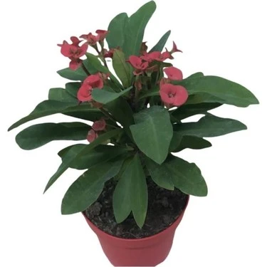 3' Lü Dikenler Tacı Çiçeği Euphorbia Milli Dikenler Tacı 10-20 cm ürün görseli