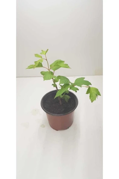 Kartopu Çiçeği (Viburnum Fidesi Fidanı 30-60 cm - 2