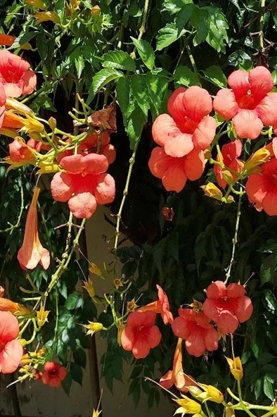 Trumpet Creeper Acem Borusu Campsis Radicans Turuncu 30-60 cm - Resim 2