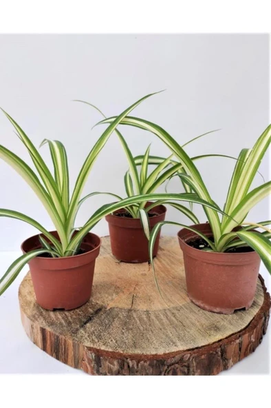 Kurdele Çiçeği 1 Adet Chlorophytum Comosum Kurdela Çiçeği 10-20 cm