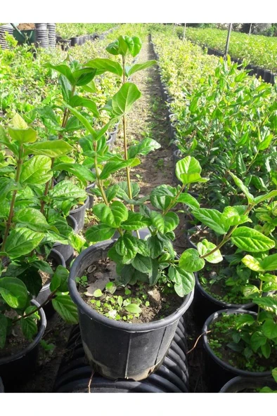 Ankara Kartopu Yerli Kartopu Fidanı 40-80 cm - Resim 2