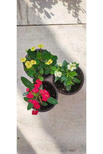 3' Lü Dikenler Tacı Çiçeği Euphorbia Milli Dikenler Tacı 10-20 cm - Resim 2