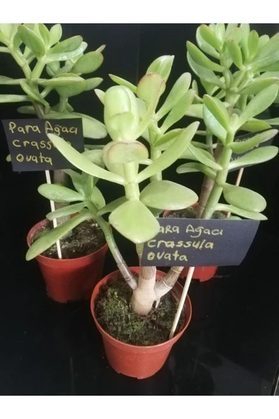 Para Ağacı Çiçeği Crassula Ovata Fidanı 10-20 cm