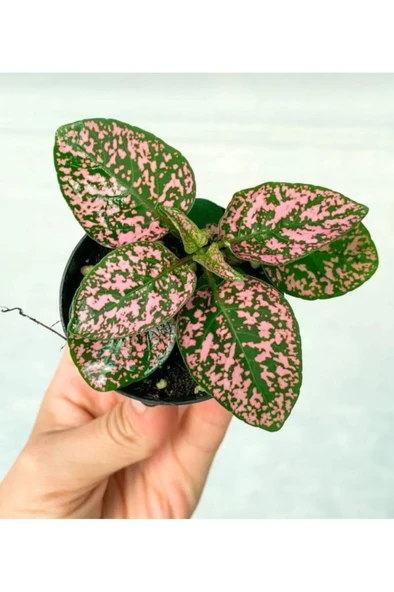 Fittonia Çiçeği Fidanı Pembe Yeşil 10-20 cm ürün görseli