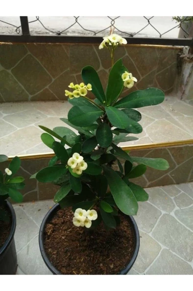 Açık Sarı Dikenler Tacı Fidanı 10-20 cm - Resim 2