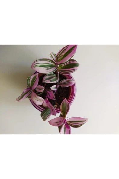 Pembe Telgraf Çiçeği Nanouk Telgraf Çiçeği Tradescantia Nanouk - Resim 2