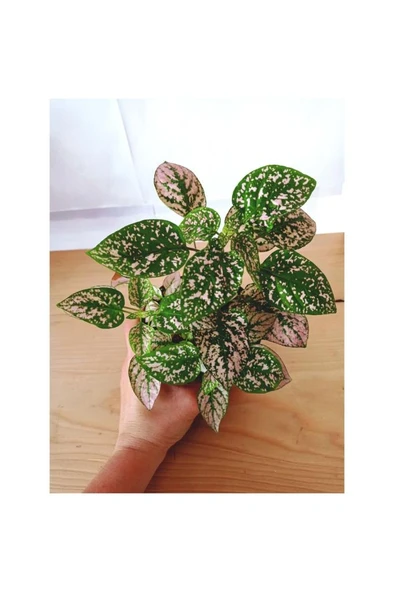Fittonia Hypoestes Bitkisi Fidanı Yeşil Beyaz 10-20 cm - Resim 2