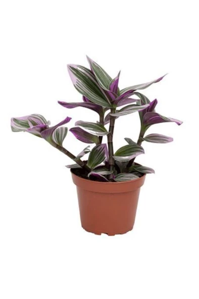 Tradescantia Nanouk Pembe Telgraf Çiçeği 10-20 CM