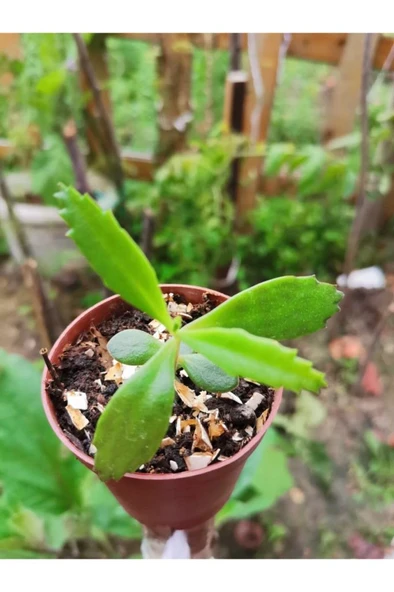 Aşkın Gözyaşı Çiçeği Fidanı 10-20 cm - Resim 4