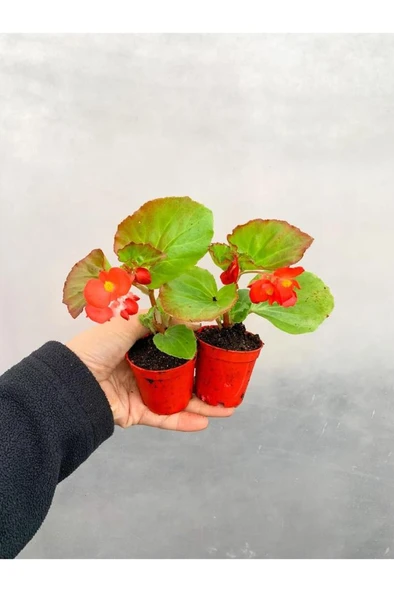 Karışık Renk Şeker Begonya Begonia Semperflorens 2 Adet  10-20 cm