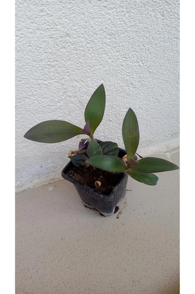 Mor Telgraf Çiçeği Fidanı Fidesi 10-20 cm - Resim 2