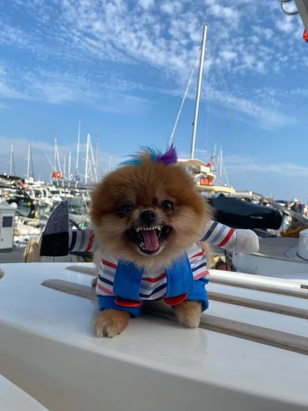 Chucky Köpek Kostümü ve Aksesuarı - 2