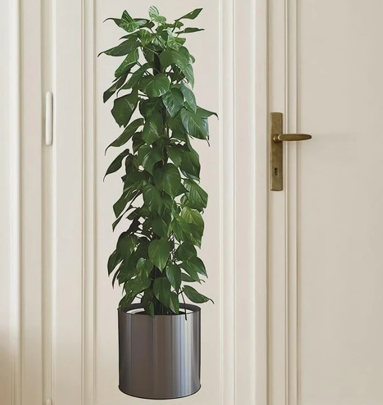 Saksılı Bitki Tasarımlı Yapışkanlı Sticker Resim 90*30 cm MC-665 - 4