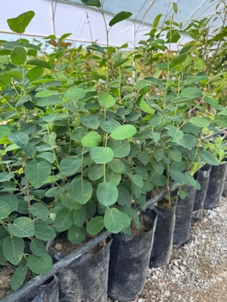 3 Yaş Tüplü Saskatoon Berry Northline  80-100 cm - Resim 6