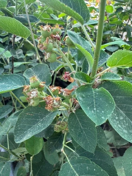 3 Yaş Tüplü Saskatoon Berry Northline  80-100 cm - Resim 7