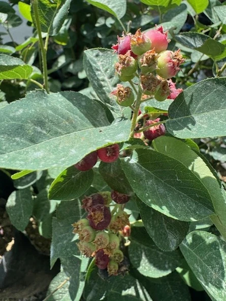 3 Yaş Tüplü Saskatoon Berry Northline  80-100 cm - Resim 3