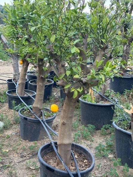 SAKSIDA 15 YAŞ YETİŞKİN MAYER LİMON AĞACI BOY 170 CM+ - 4