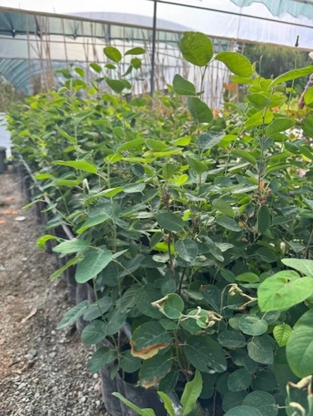 3 Yaş Tüplü Saskatoon Berry Northline  80-100 cm - Resim 5