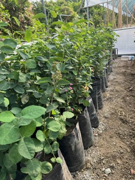 3 Yaş Tüplü Saskatoon Berry Northline  80-100 cm - Resim 4