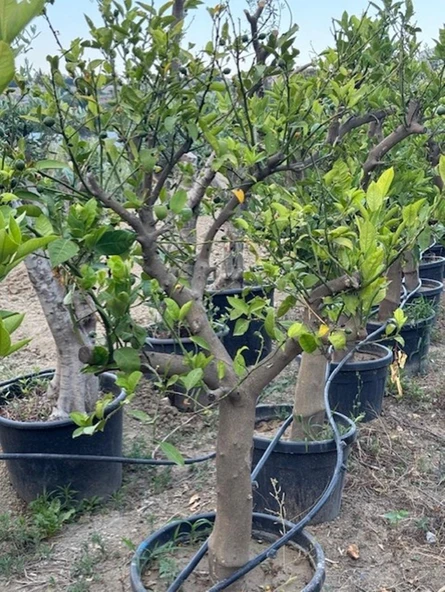 SAKSIDA 15 YAŞ YETİŞKİN MAYER LİMON AĞACI BOY 170 CM+ - 5