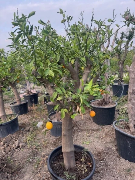 SAKSIDA 15 YAŞ YETİŞKİN MAYER LİMON AĞACI BOY 170 CM+