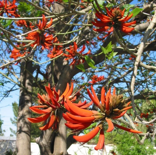 Erythrina Caffra Mercan Ağacı Fidanı Özel Tür - Resim 2