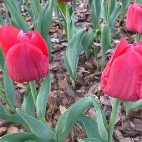İlle de France İthal Özel İri Kafa Özel Lale Soğanı (5 Soğan) ürün görseli