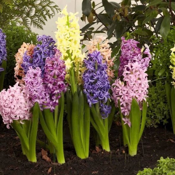 Karışık Sümbül Soğanı (5 adet) - 2