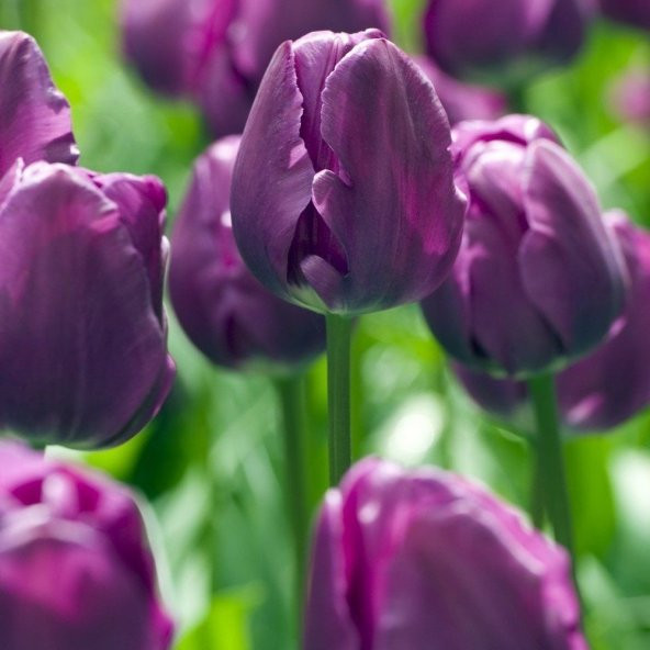 İthal Negrita İri Kafa Lale Soğanı (5 Soğan) - Resim 2