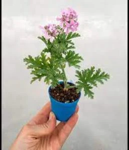 Itır Fidanı Fidesi Gül Kokulu 10-20 Cm - Resim 5