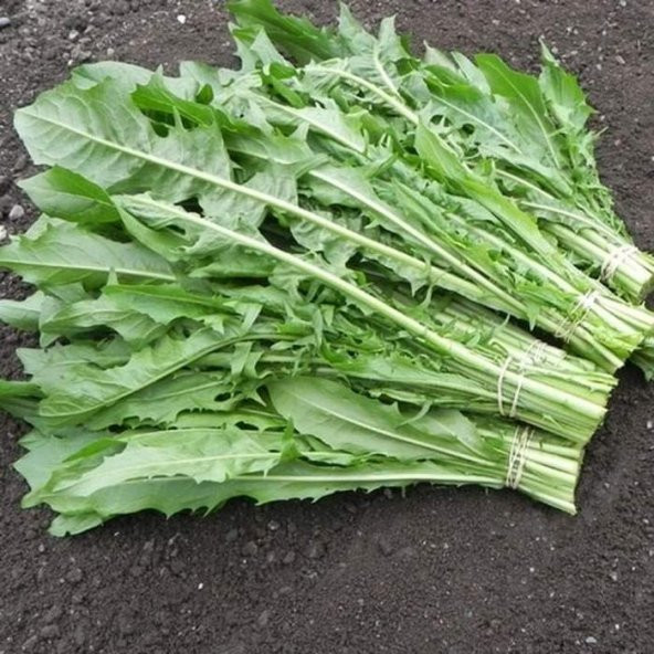 Catalogna Emerald Endive Tohumu (100 tohum) - 1