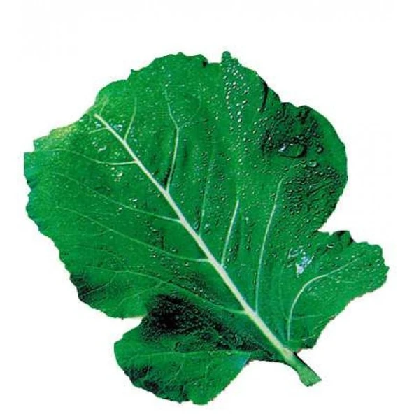 Kara Yaprak Lahana Tohumu 10 gr 1 Adet