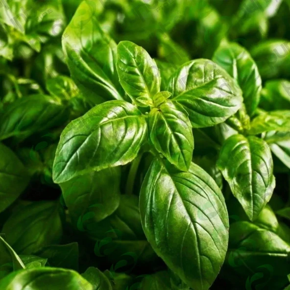 NEOMİ YEŞİL ERYHAN (FESLEGEN) TOHUMU 1 GR