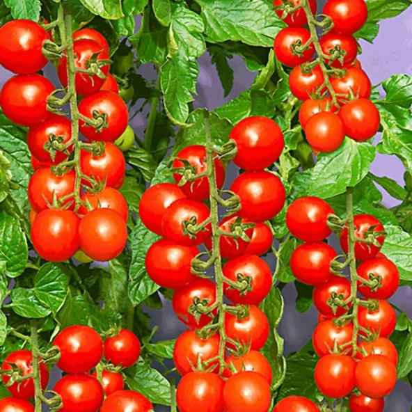 Çeri Domates Tohumu 3 gr 1 Adet