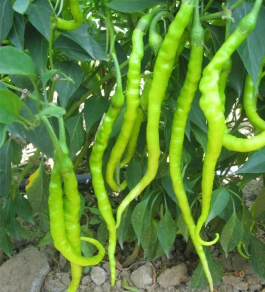 Biber Kıl Acı Menderes Tohum 10 gr 1 Adet