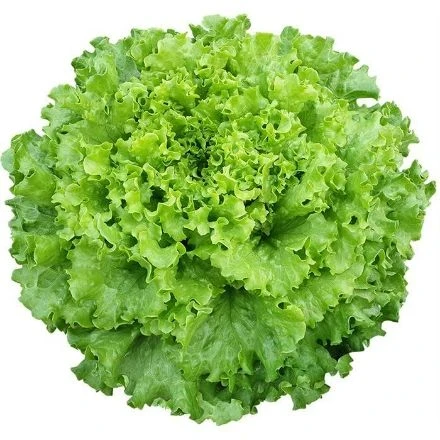 Arapsaçı Kıvırcık Marul Tohumu 10 gr