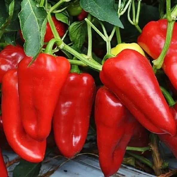 Biber Çalabı Iri Yağlık Tohum 10 gr 1 Adet