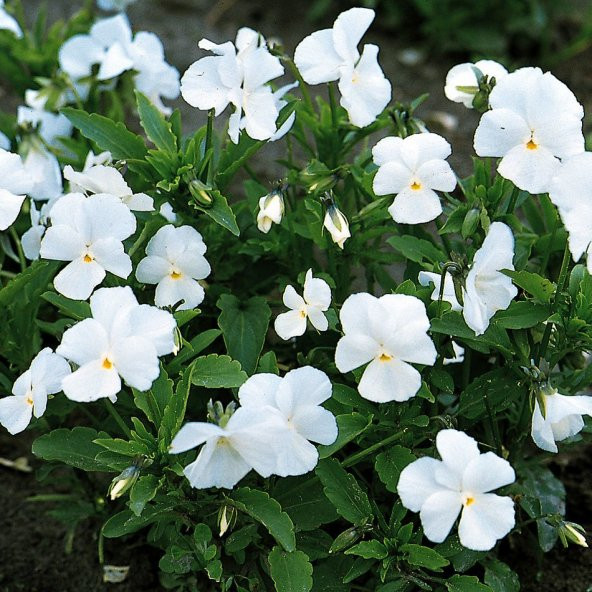 White Viola Cornuta Perfection Menekşe Çiçeği Tohumu -100 tohum