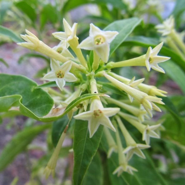 Yoğun Kokulu Melissa Parfüm Çiçeği Tohumu(20 tohum) - 2