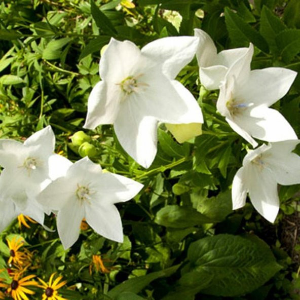 Beyaz Renkli Platycodon Balon Çiçeği Tohumu(100 tohum)