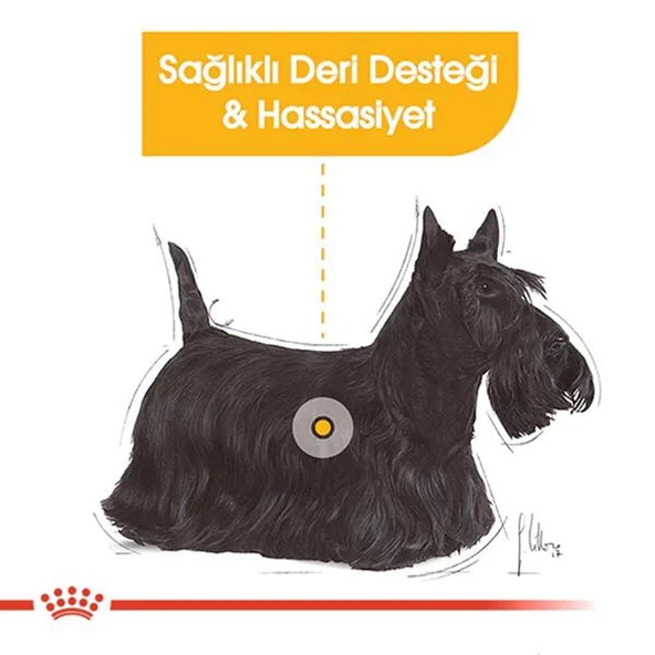 Royal Canin Dermacomfort Yetişkin Köpek Konservesi 85gr - 3