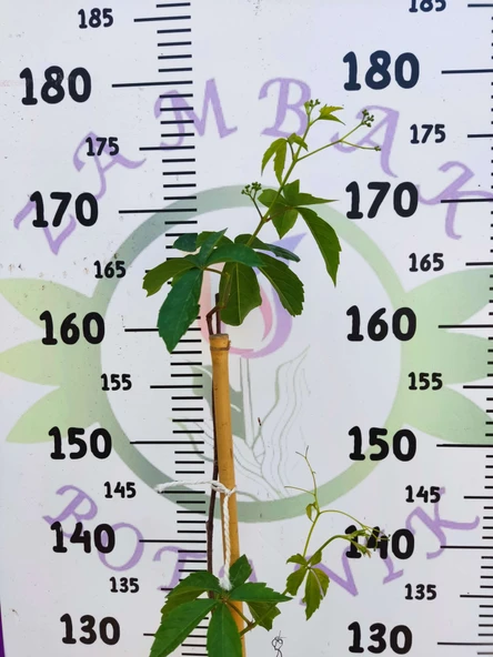 Parthenocissus quinquefolia (Amerikan Sarmaşığı) - Yaprak Döken, 150+ CM Sarmaşık - 2